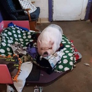 Meet your Posher, Deborah